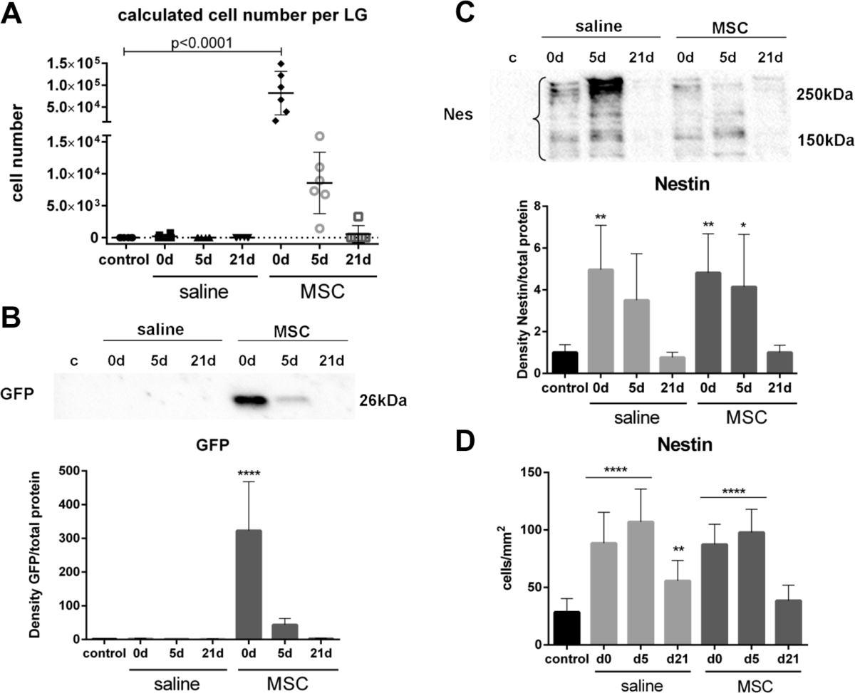MSC Transplantation Improves Lacrimal Gland Regeneration after Surgically Induced Dry Eye Disease in Mice